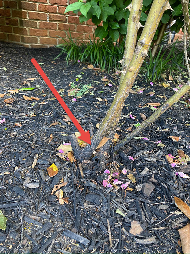 Mulch dye gets on roots of plants.