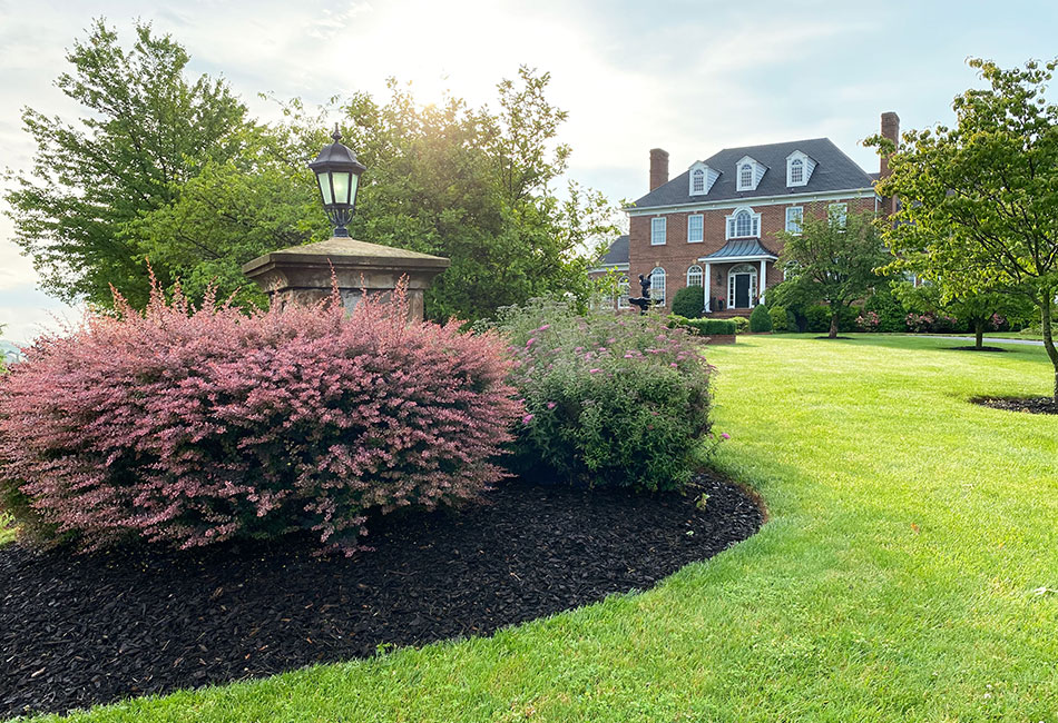 mulch dye vs. new mulch test results are in!