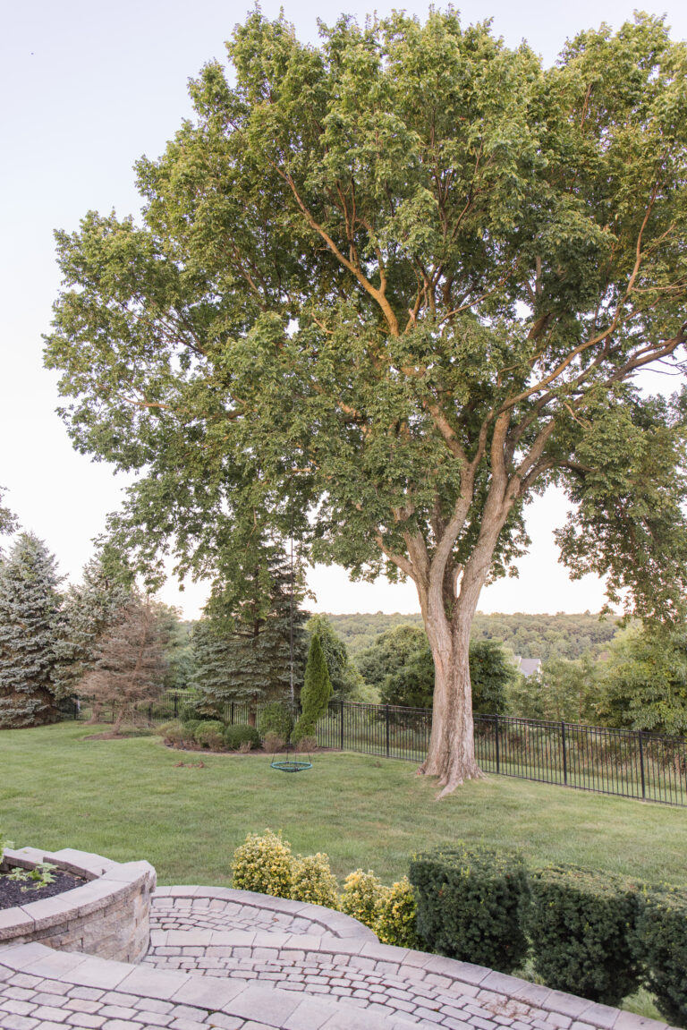 Backyard tree-6310